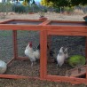 Pollaio per galline e pulcini in legno