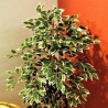 Piante finte da interno: Ficus Benjamin 150 cm.