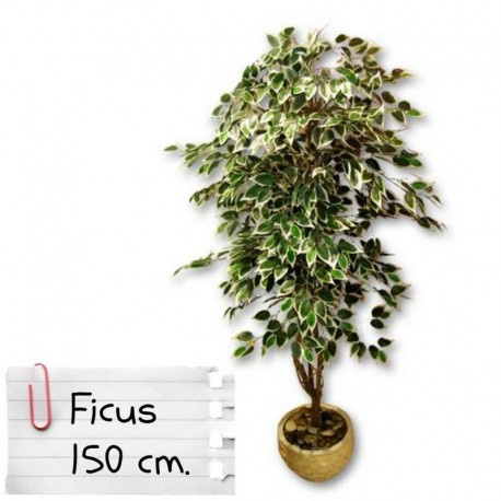 Piante finte da interno: Ficus Benjamin 150 cm.