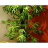 Piante finte da interno: Bambù 220 cm.