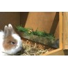 Gabbia coniglio nano in legno